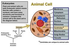 an animal cell diagram with labels on the cells and their functions in each cell membrane