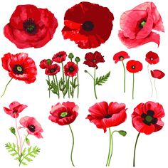 a bunch of red flowers on a white background