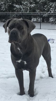 a large gray dog standing in the snow next to a black fence and some trees