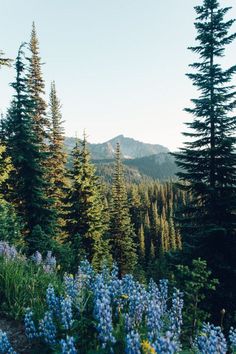 wildflowers and pine trees in the mountains with blue flowers on the foreground