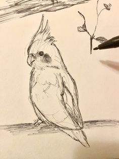 a drawing of a bird sitting on a branch