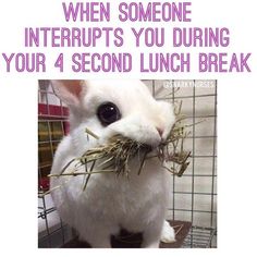 a white rabbit eating hay with the caption when someone interrupted you during your 4 second lunch break