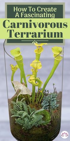 a glass vase filled with plants and moss on top of a wooden table next to the words how to create a fascinating carnivorous terrarium