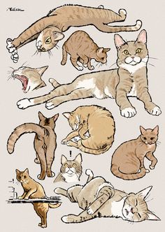 a bunch of cats that are laying down