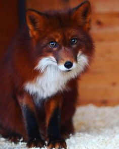 a close up of a small fox on a carpet near a door and wood wall