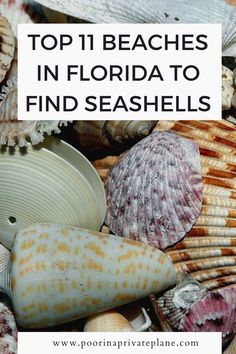 sea shells with the words top 11 beaches in florida to find seashells