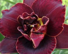 a red flower with green leaves in the background