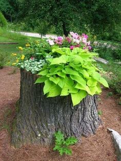 a tree stump with flowers growing out of it