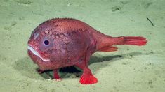 a red fish with it's mouth open sitting in the sand on the ocean floor