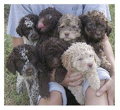 a person holding several dogs in their arms