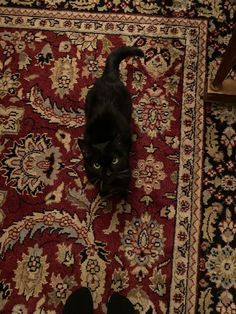 a black cat standing on top of a rug