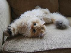 a cat laying on its back on top of a couch with it's paws hanging out