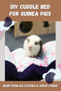 a guinea pig sitting on top of a bed with the words diy cuddle bed for guinea pigs made from old clothes and scrap fabric