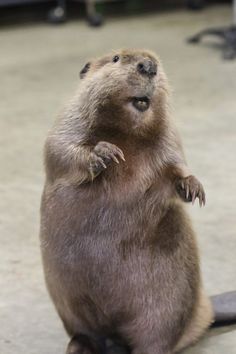 a groundhog standing on its hind legs and looking up at the sky with his paws in the air