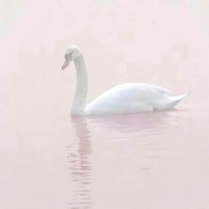 a white swan floating on top of a body of water next to a pink wall