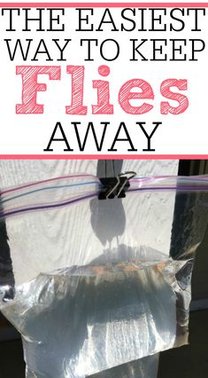 Fly Repellant Diy, Fly Deterrent, Diy Fly Trap, Flies Outside, Get Rid Of Flies, Fly Spray, Repellent Plants, Fly Control, Diy Pest Control