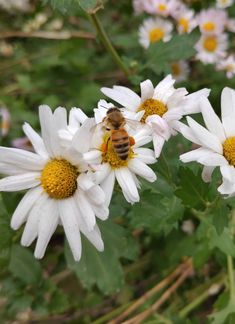 a bee is sitting on some white flowers