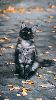 a black and white cat sitting on the ground with yellow leaves around it's feet