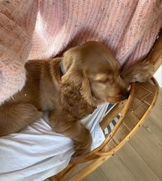 a brown dog laying on top of a wooden chair