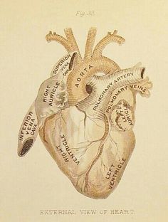 a drawing of a human heart with words written on the side and an arrow pointing to it