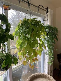 some green plants hanging from a window sill