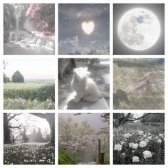 four different pictures with white flowers in the foreground and a full moon in the background