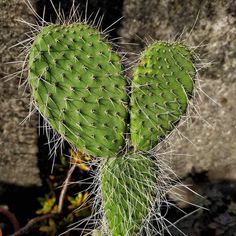 a green cactus with very long needles on it's back end, in front of some rocks