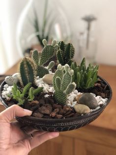 a person holding up a potted plant with rocks and cacti in it