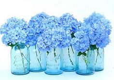 blue flowers in mason jars lined up on a white background with the words, there is no image here to provide a caption for