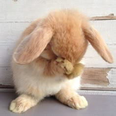 a small stuffed rabbit sitting on top of a gray floor next to a wooden wall