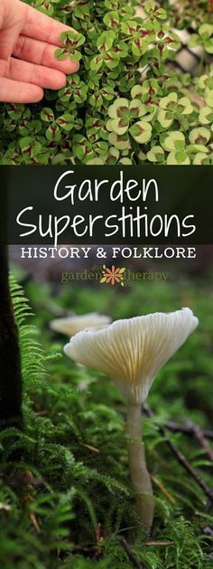 the cover of garden superstitions history and folklore, with hands reaching for a mushroom