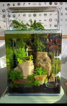 an aquarium with plants and rocks in it