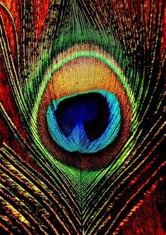 an image of a colorful peacock feather