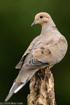 a bird sitting on top of a tree stump