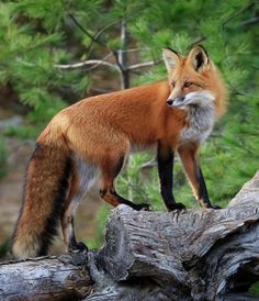 a red fox standing on top of a fallen tree