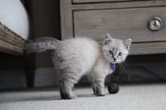 a white kitten with blue eyes standing on the floor