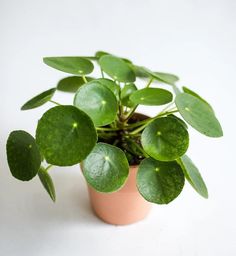 pilea peperomioides housefur Chinese Money Plant Care, Chinese Money Tree, Money Plant Care, Plant Shed, Dollar Plant, Plant Window, Money Flowers, Pilea Peperomioides, Chinese Money Plant