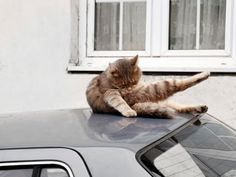 a cat sitting on top of a car with it's paw in the air