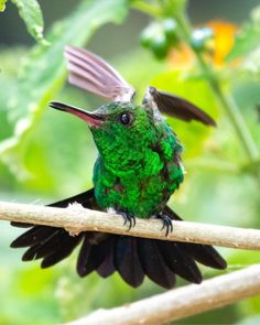 a green and black bird sitting on top of a tree branch with its wings spread