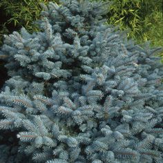 a close up of a blue plant with green leaves in the background and grass behind it