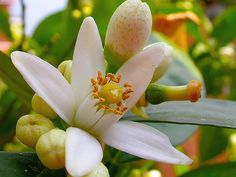 a white flower with yellow stamens and green leaves