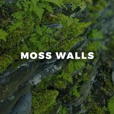 moss is growing on the side of a rock wall with words moss walls above it