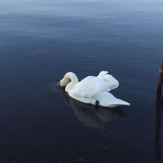 a white swan floating on top of a body of water