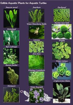 an image of different plants that are in the water and on the ground with words describing them