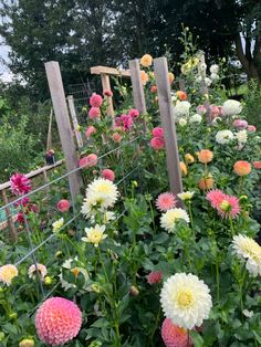 a garden filled with lots of flowers next to a fence