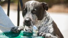 a dog drinking water out of a green fountain with his owner's leg in the background