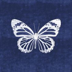 a white butterfly on a blue background