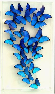 a group of blue butterflies flying in the air