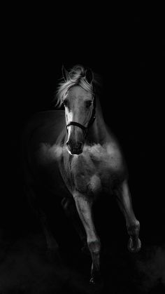 White Bird Wallpaper, Cool Black Wallpaper, Horse Whisperer, The Horse Whisperer, Michael Jordan Pictures, Camo Wallpaper, Horse Oil Painting, Red And Black Wallpaper