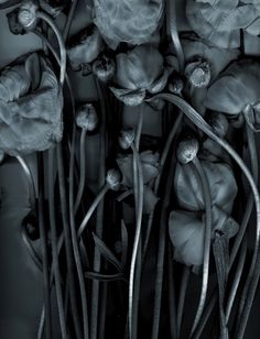 black and white photograph of flowers with long stems